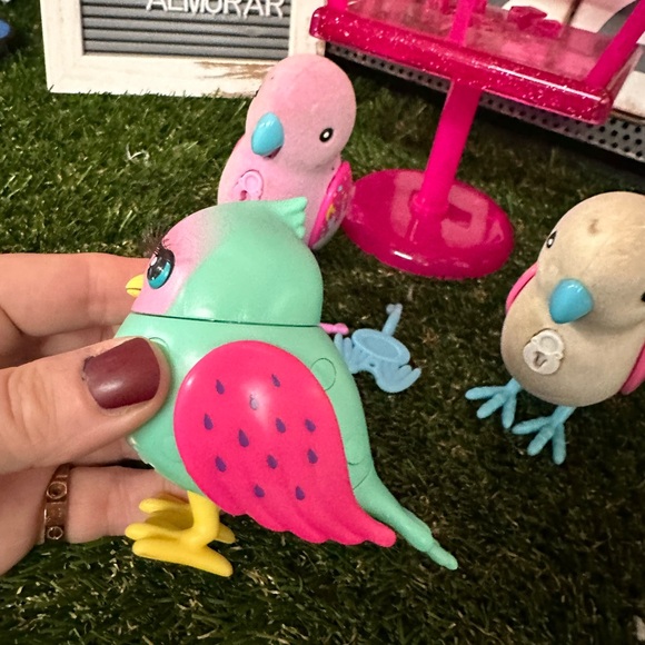 Three live pet birds 🐦 - Picture 12 of 12